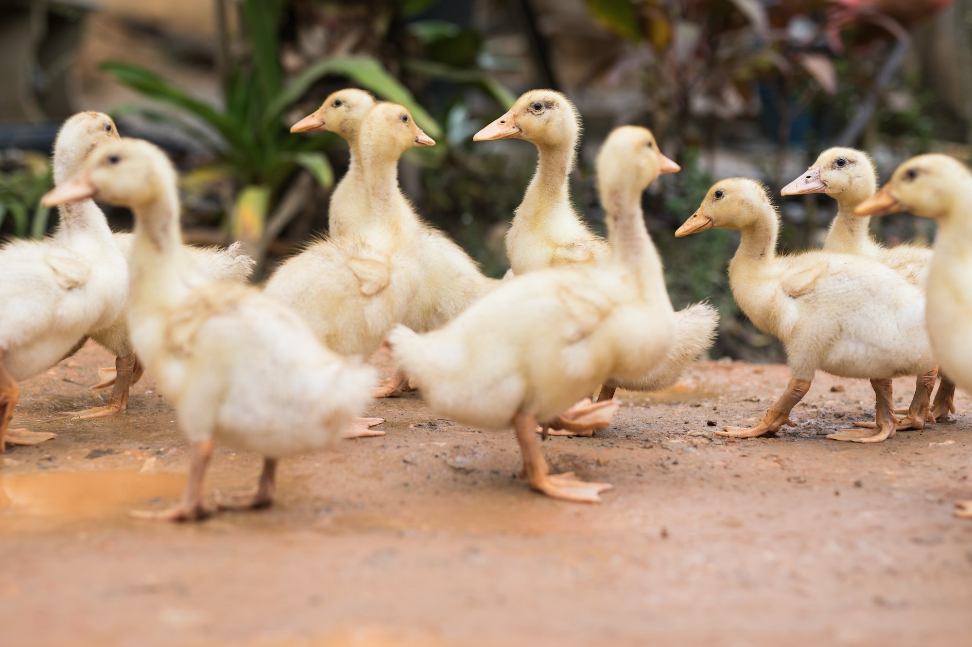 Flock of ducks