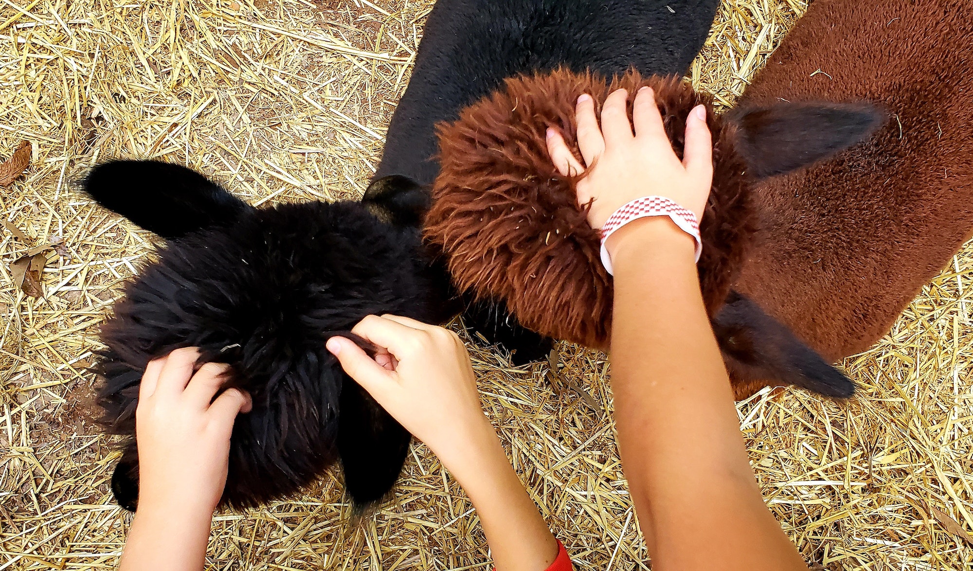 Kids being kids with no fear of animals pet the farm creatures on the head with hands.